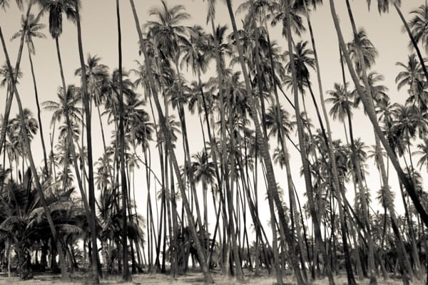 The Coconut Grove