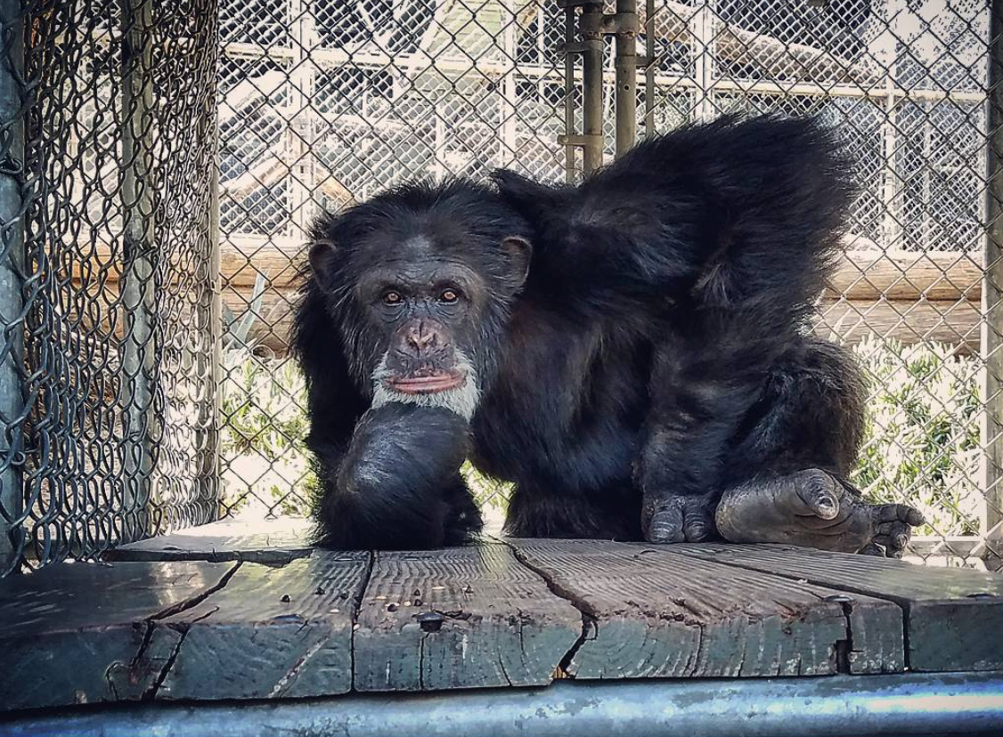 A home for Jeeter. Erika Fleury leads effort to find homes for Jeeter and other abandoned chimpanzees 
