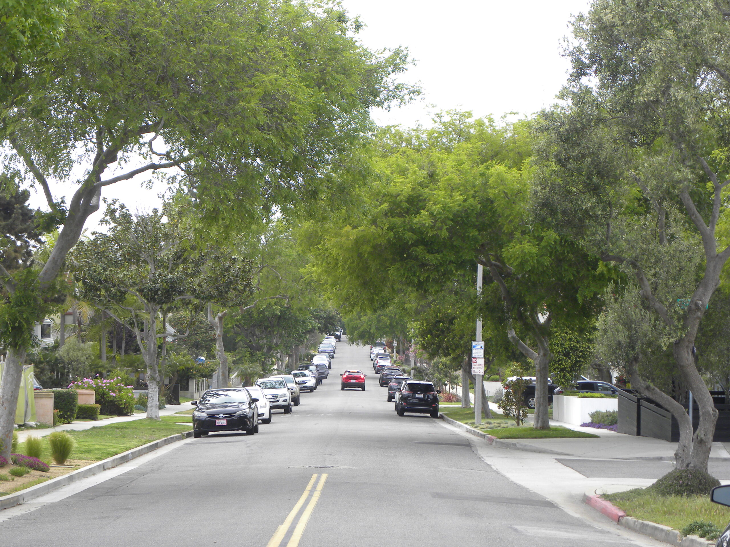 $15,000 fine proposed for Redondo Beach homeowners taking out a tree