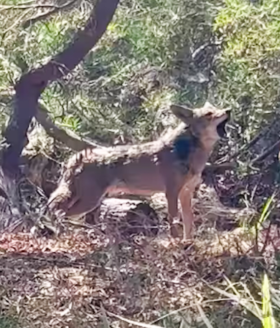 URBAN WILDLIFE – Coyote management plan altered to include trapping
