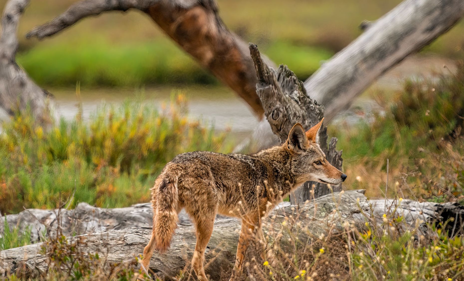 Redondo Beach sets coyote management and response plan