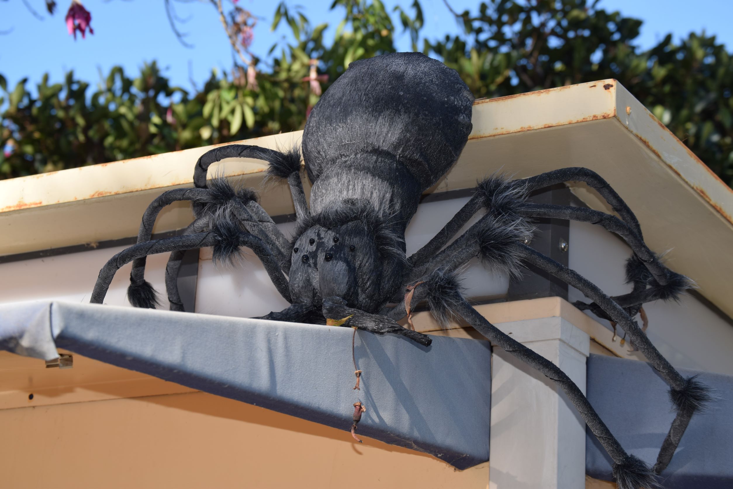 It’s spider season in Palos Verdes!