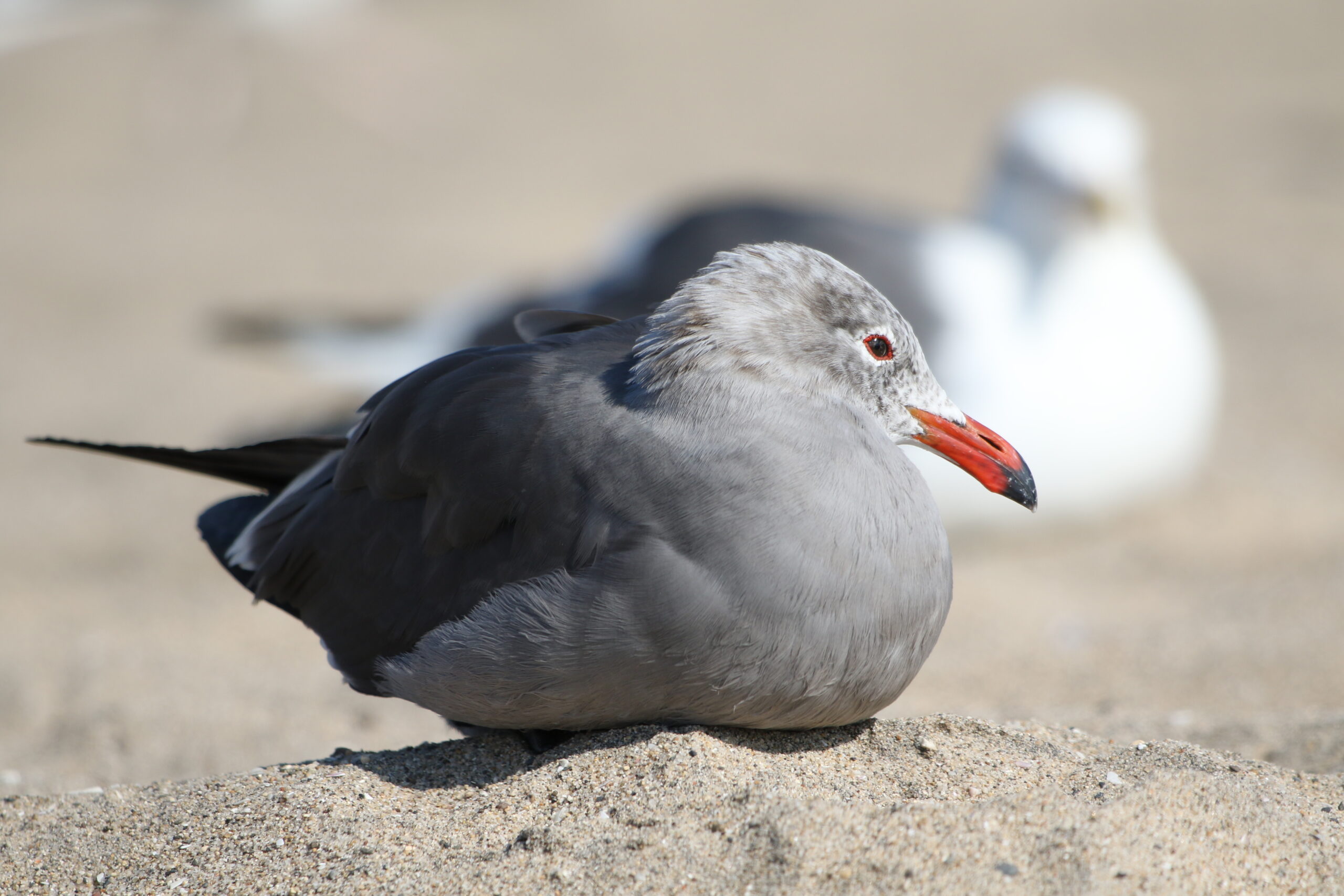Birds of the Bay: Heermann’s Gull