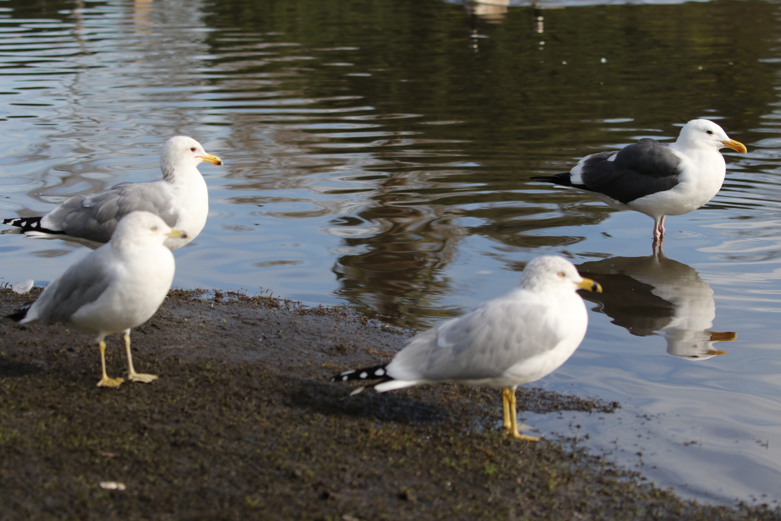 Birds of the Bay:  Size, beaks and feet distinguish three familiar gulls