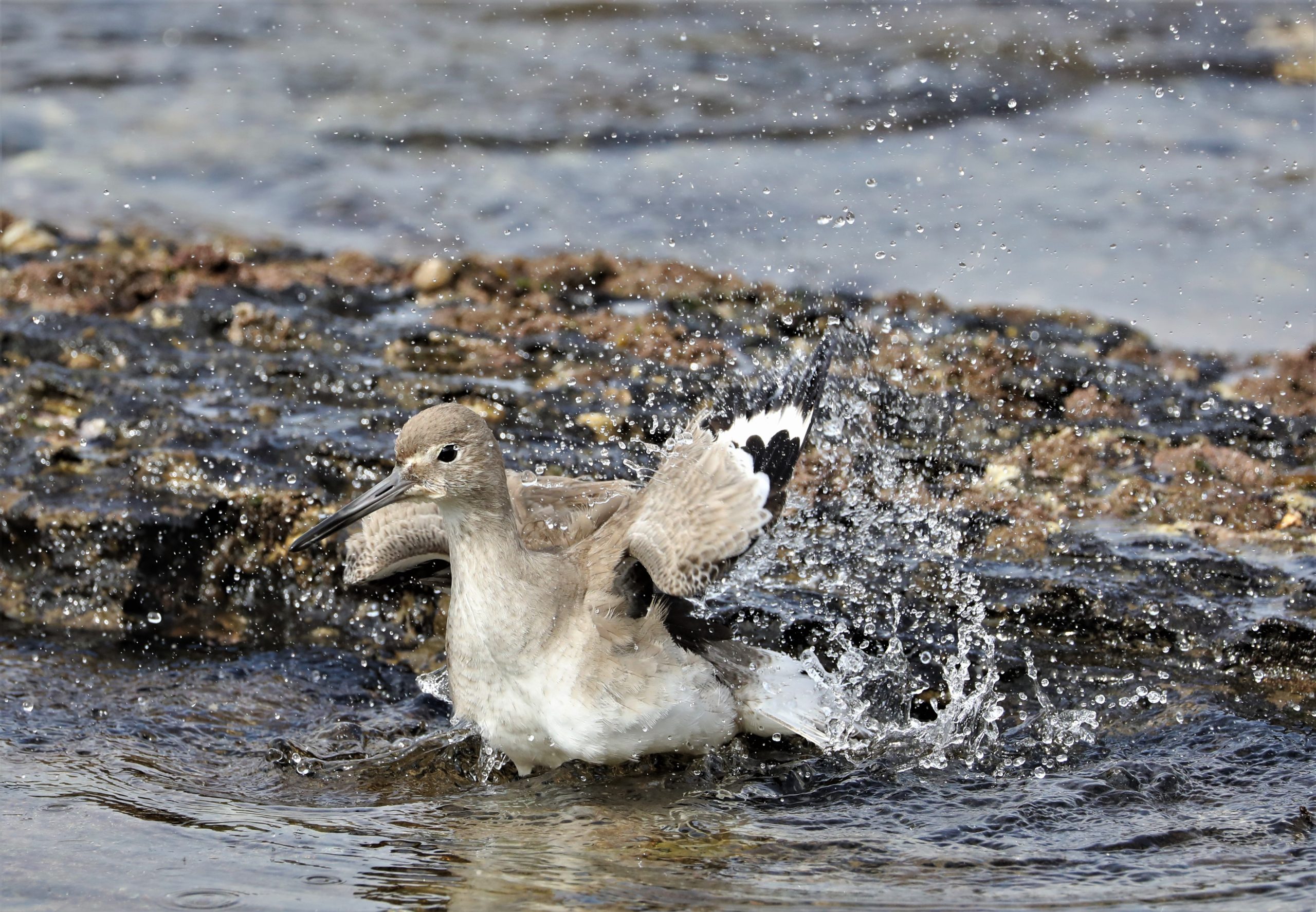 Birds of the Bay: Cute little Sanderlings, fast and flashy Willets