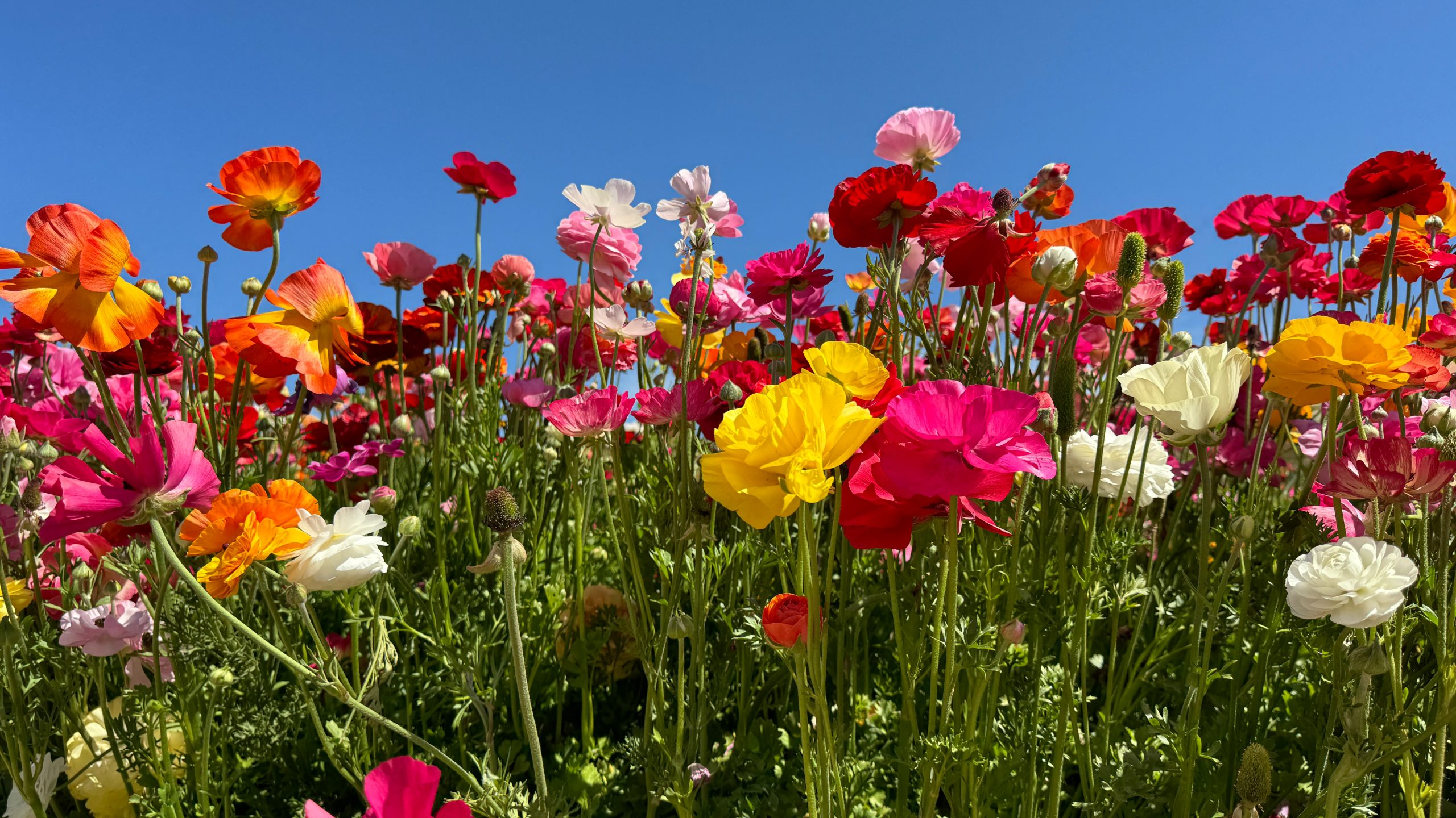 TRAVEL: Blooms, History, Legos & another great beach in Carlsbad