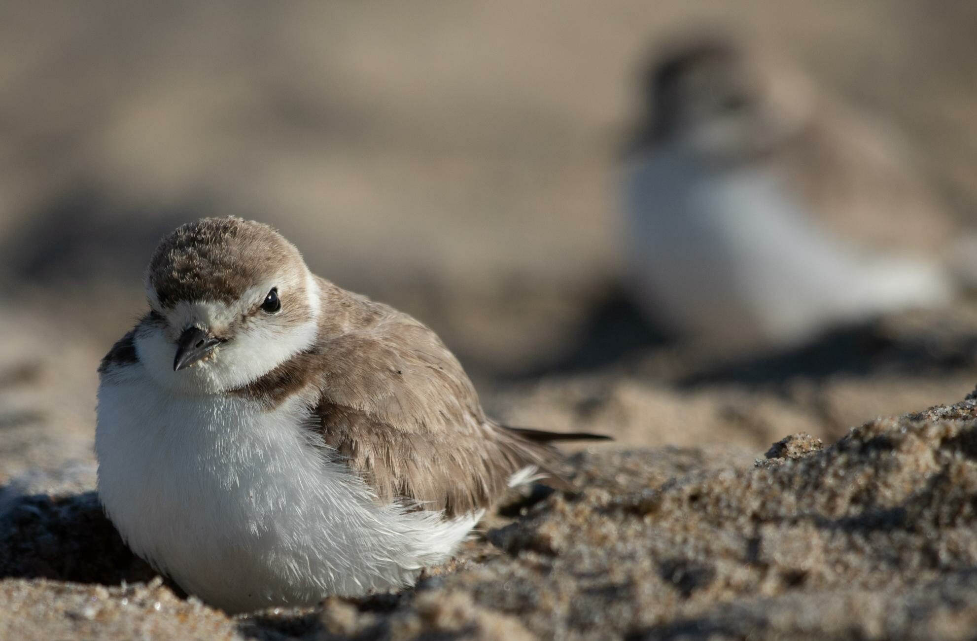 The Littlest Plovers