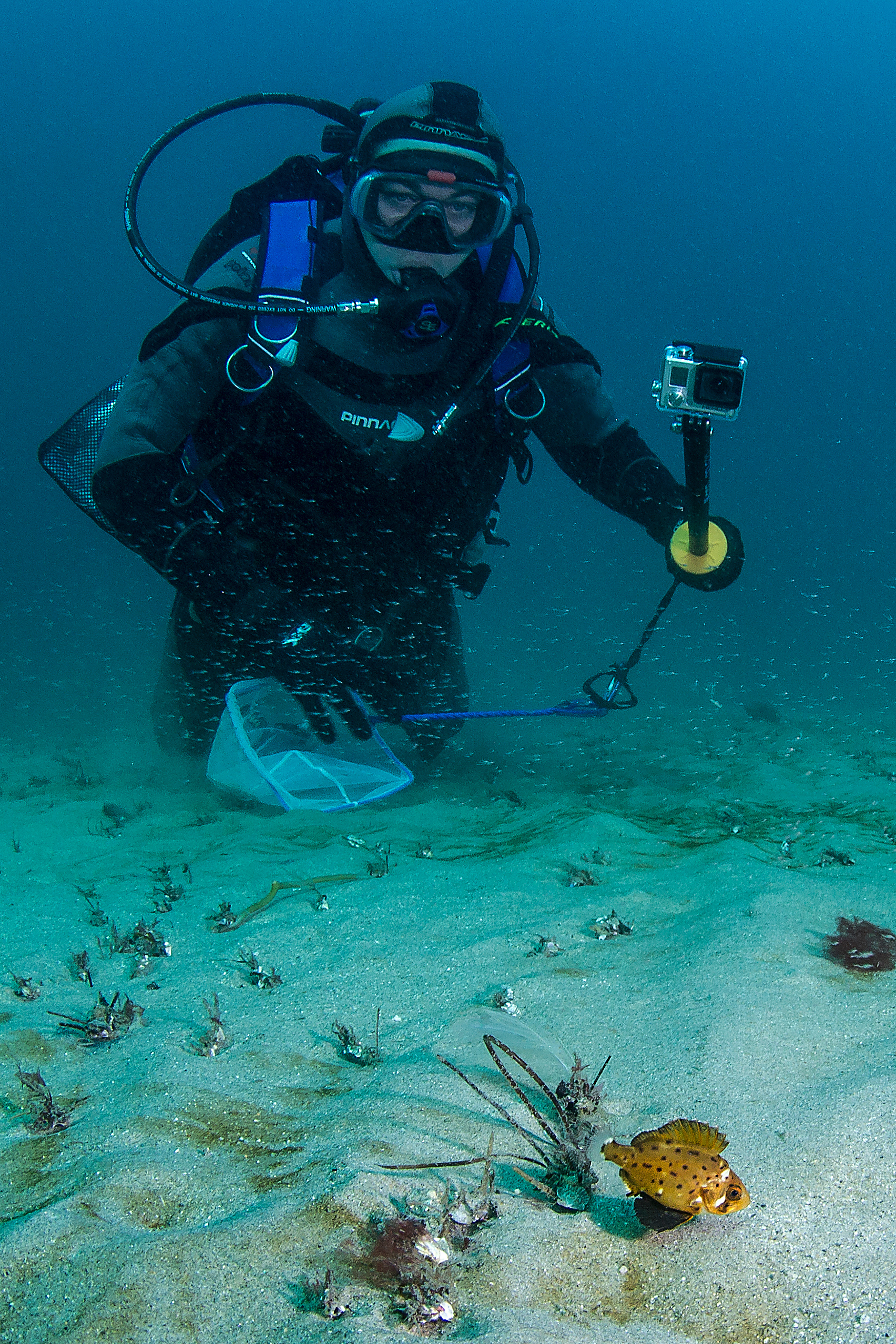 Report: Baby giant sea bass thrive after adjusted breakwall dredging work