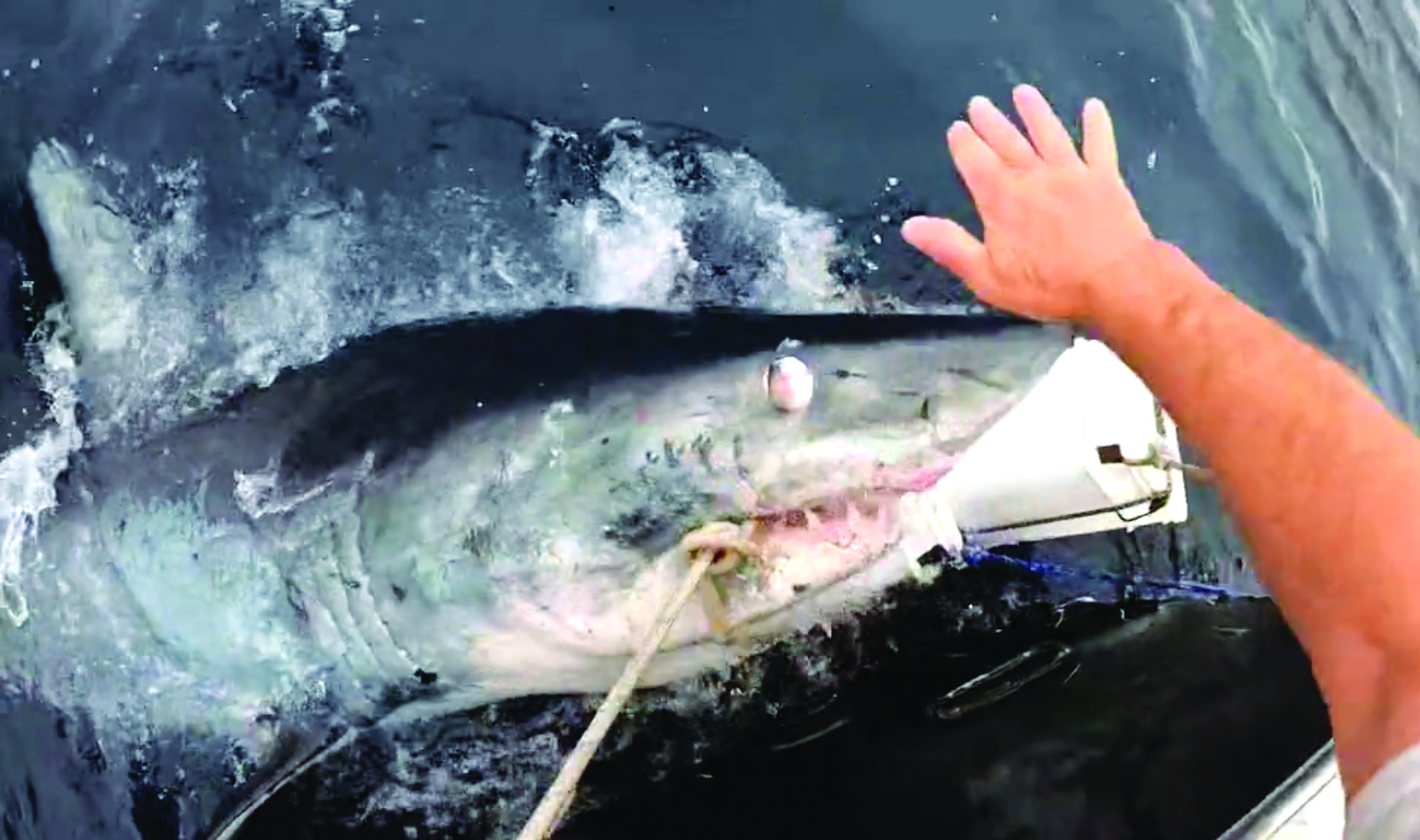 Next trip: shark tagger Keith Poe heads out to document migrations