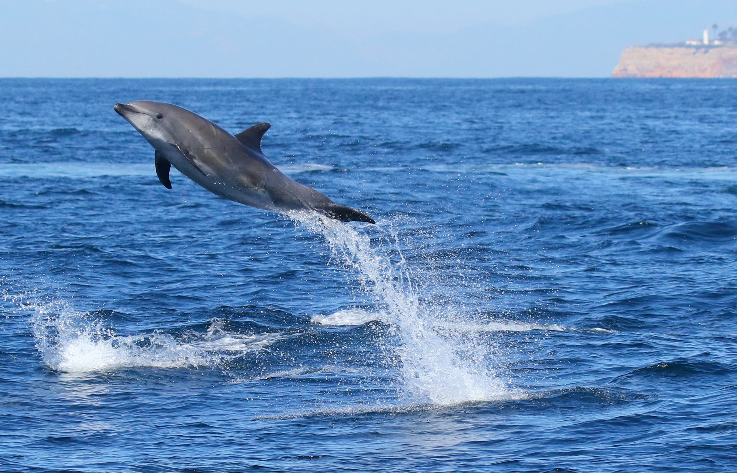 Dolphins off the Palos Verdes coast are our Ambassadors of the Deep