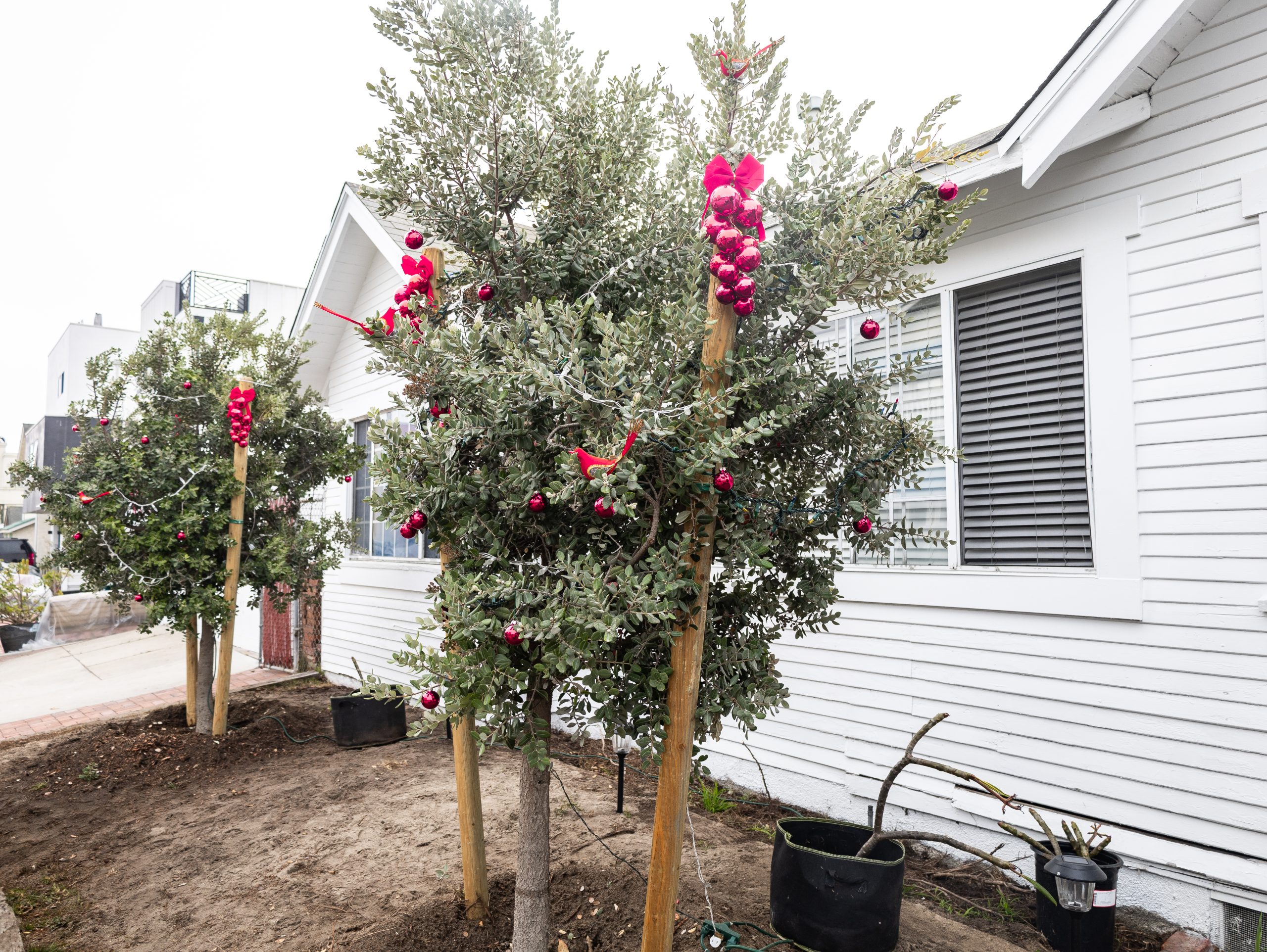 Trees grow on Loma Drive, again, after being cut down