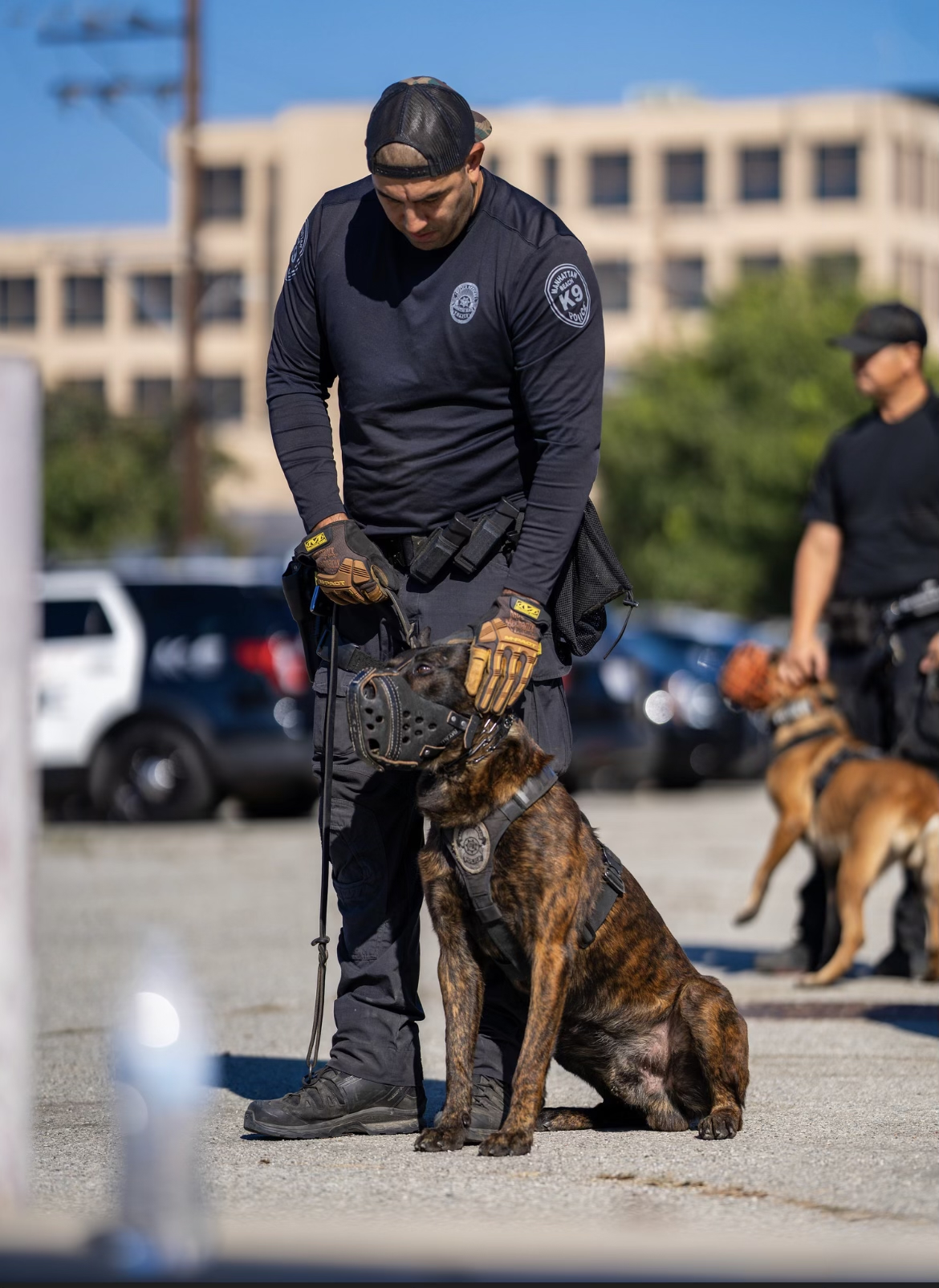Manhattan Beach Police’s bomb dog, Rio, and bite-dog, Troy, keep the bad guys at bay