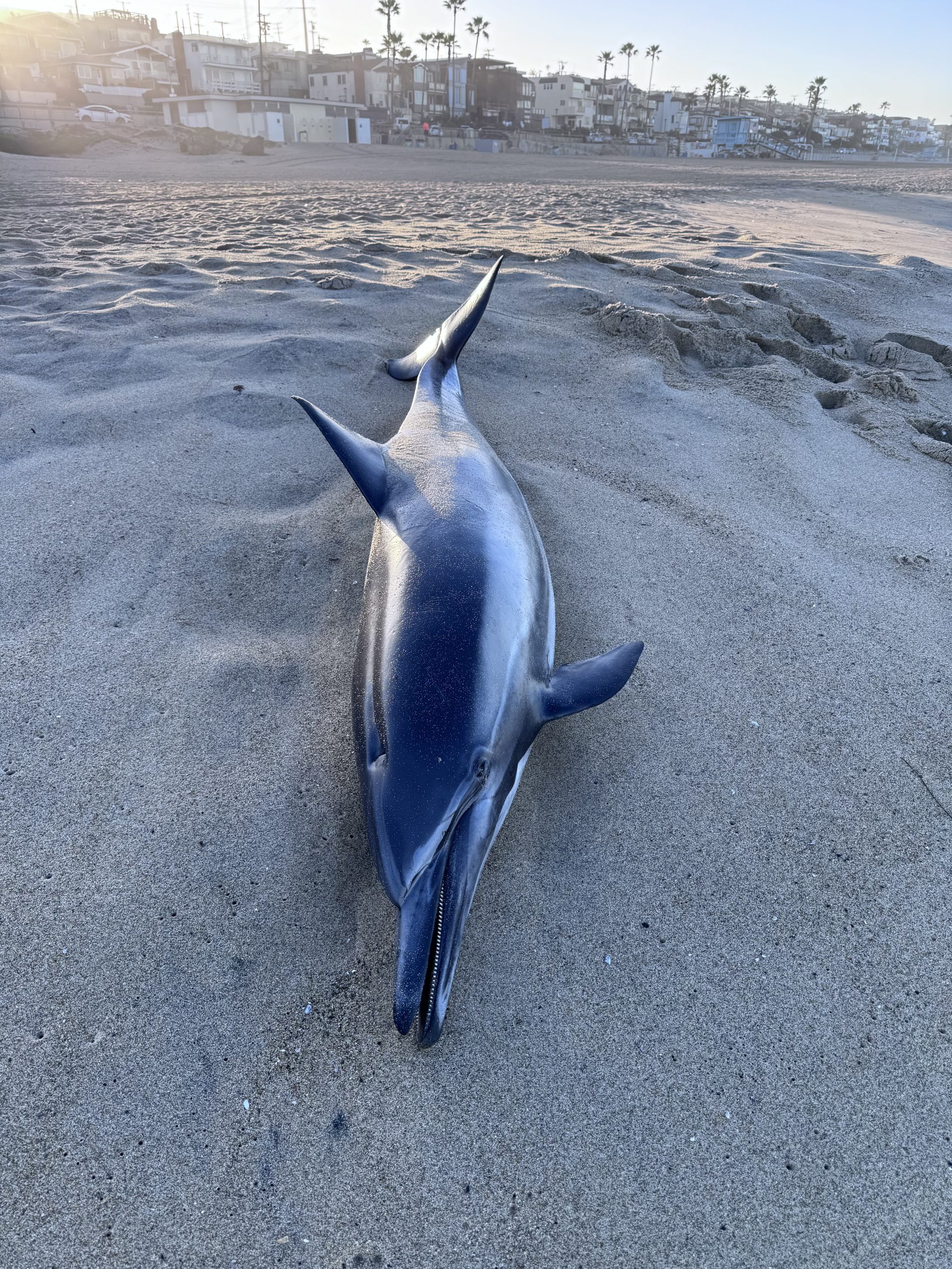 OCEAN EMERGENCY: Dolphins, other marine wildlife suffering demonic acid poisoning