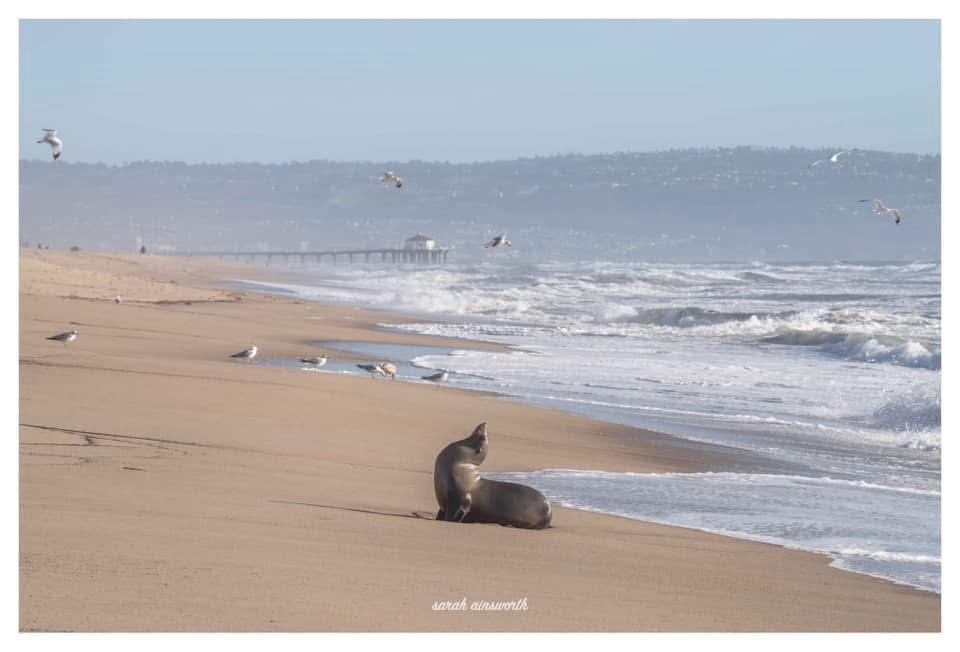 Marine mammals suffer worst crisis in recent history