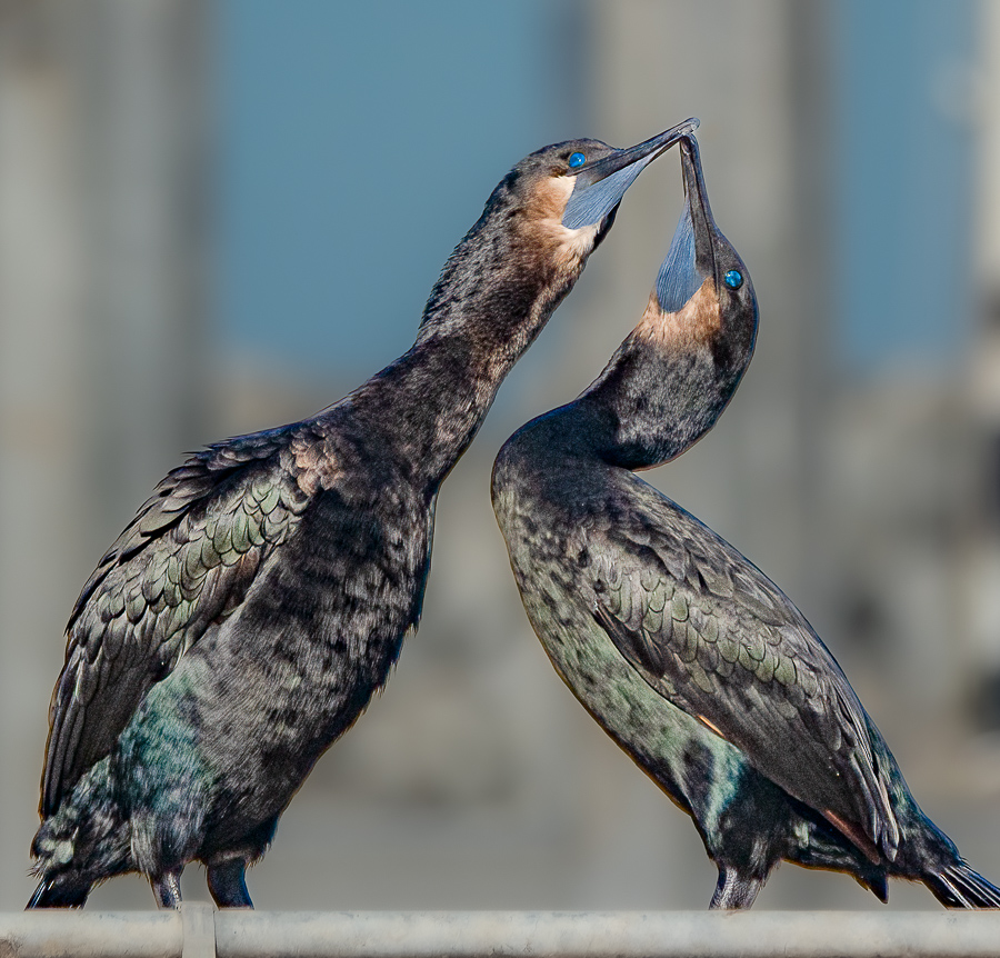 Easy Reader 55th Anniversary Writing Photo Contest 2025: Honorable Mention Photo & Writing
