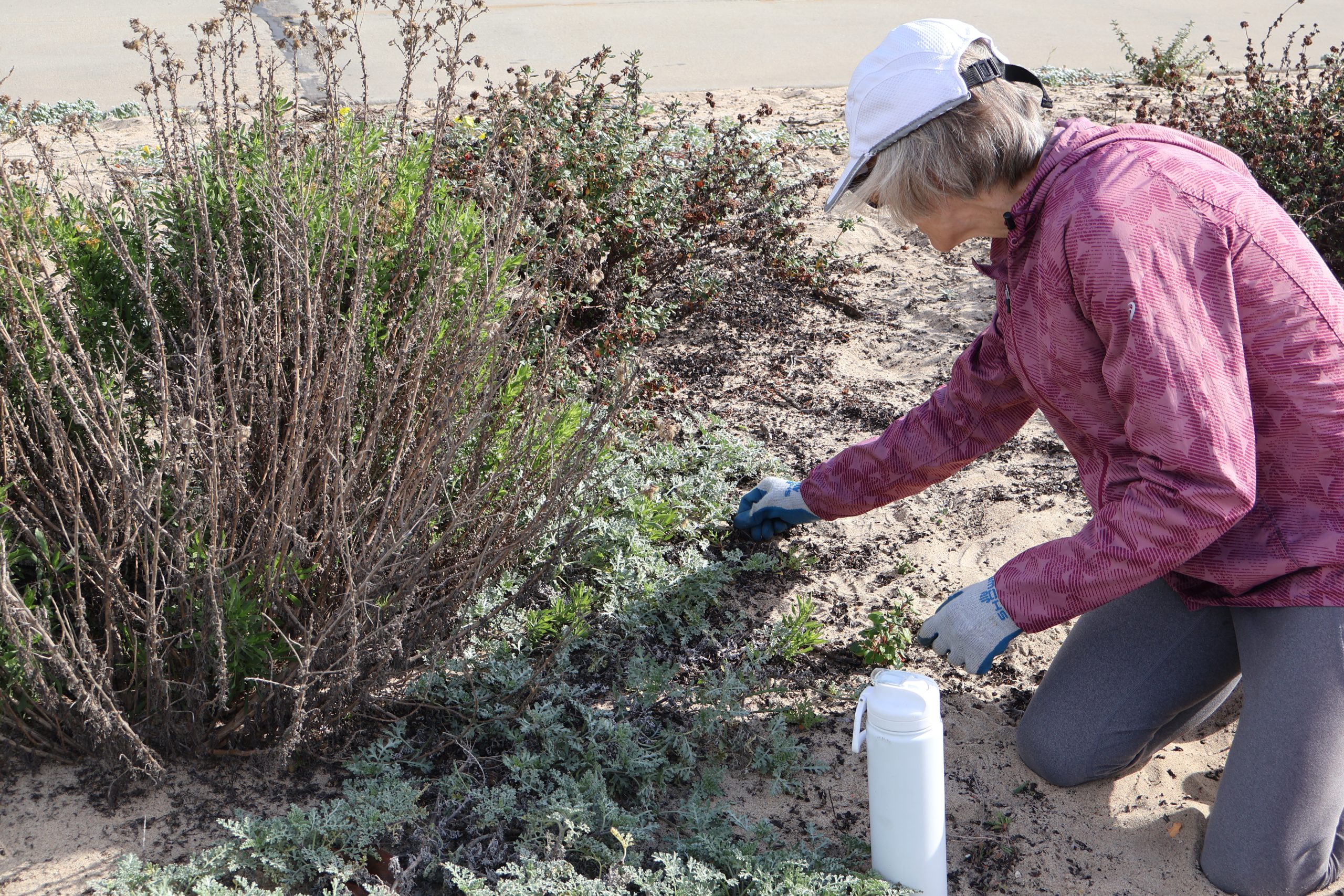 The return of the dunes: How the Manhattan Beach Dune Restoration Project recreated native habitat