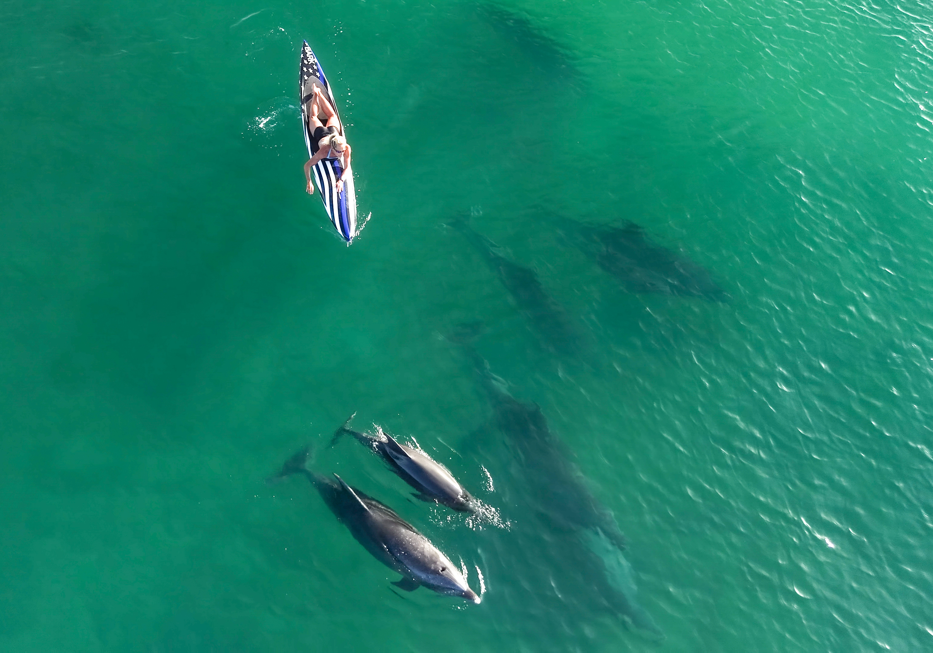 Dolphin, Whales, paddlers off of Redondo Beach