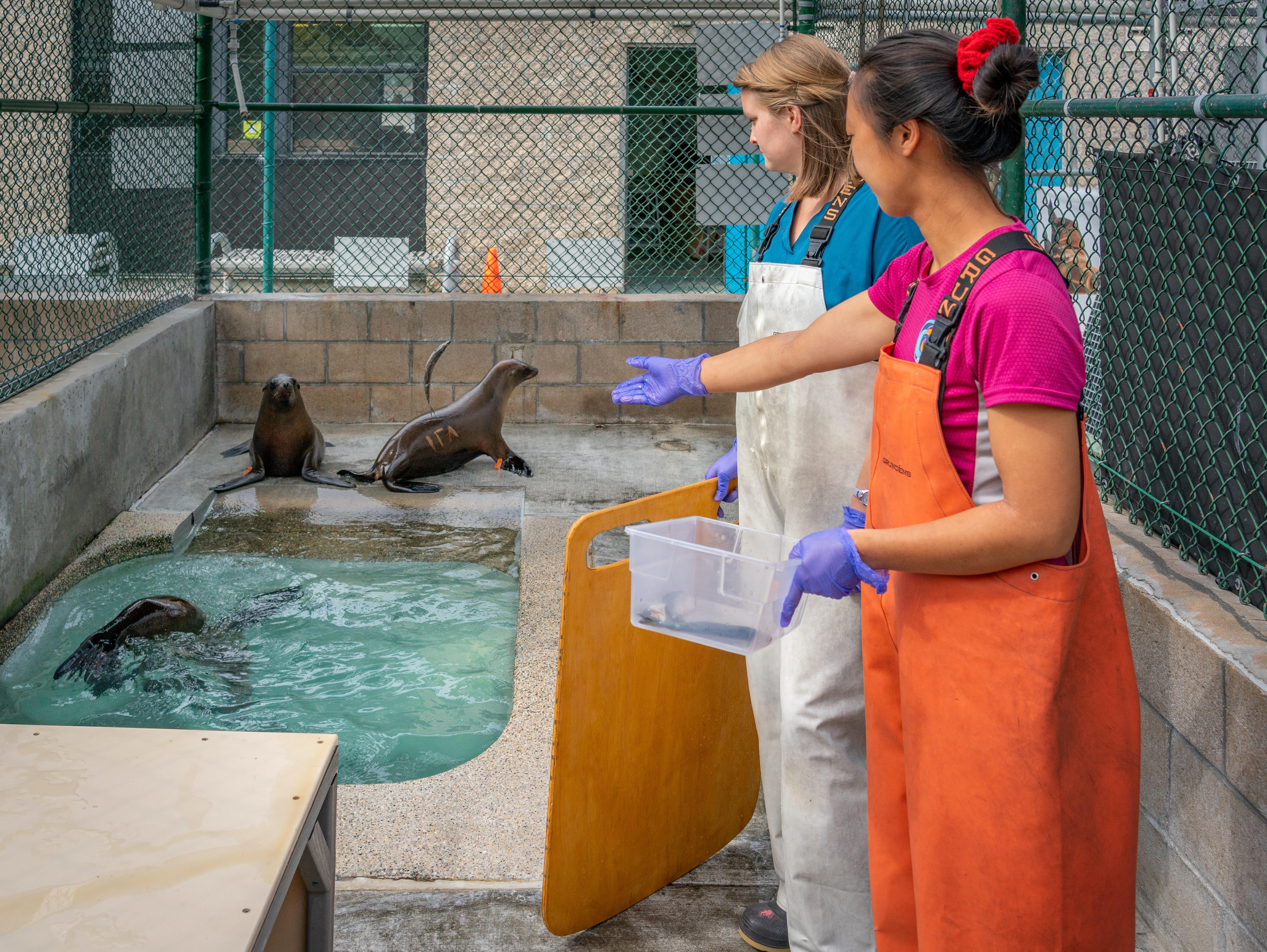 Marine Mammal Care Center signs option agreement to build at Redondo waterfront