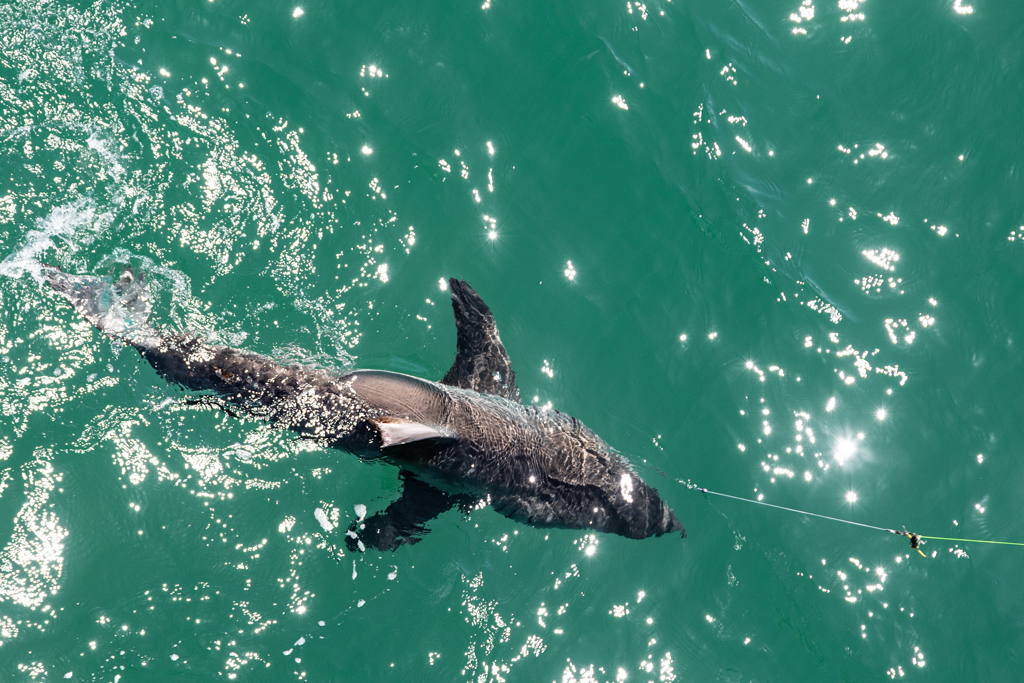 Hermosa Beach Shark Week: over 20 hooked Saturday on pier [UPDATED]