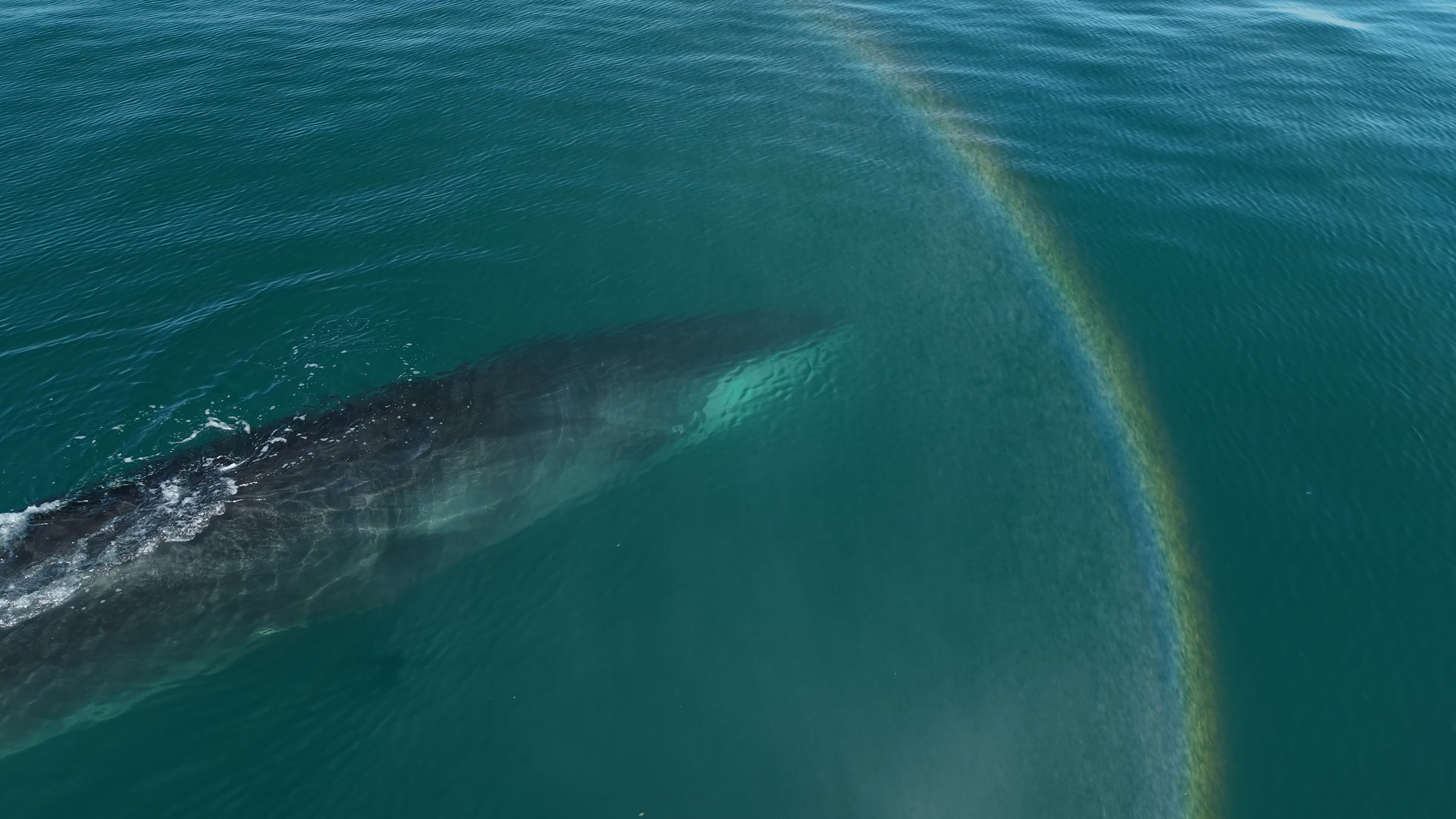 A South Bay Tuesday morning…Fin Whale off of Redondo Beach