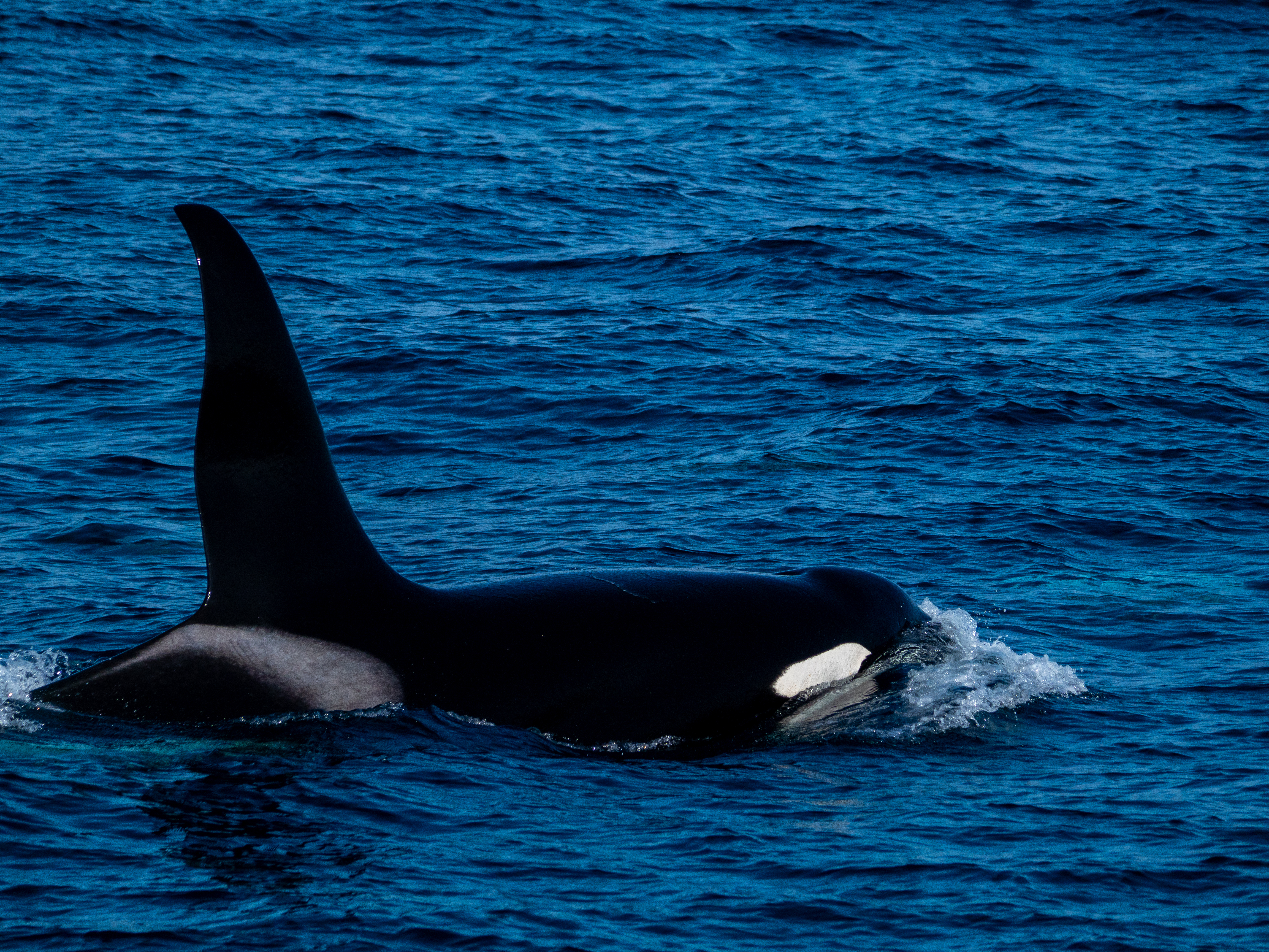 Rare Orca Sighting Off Catalina Island