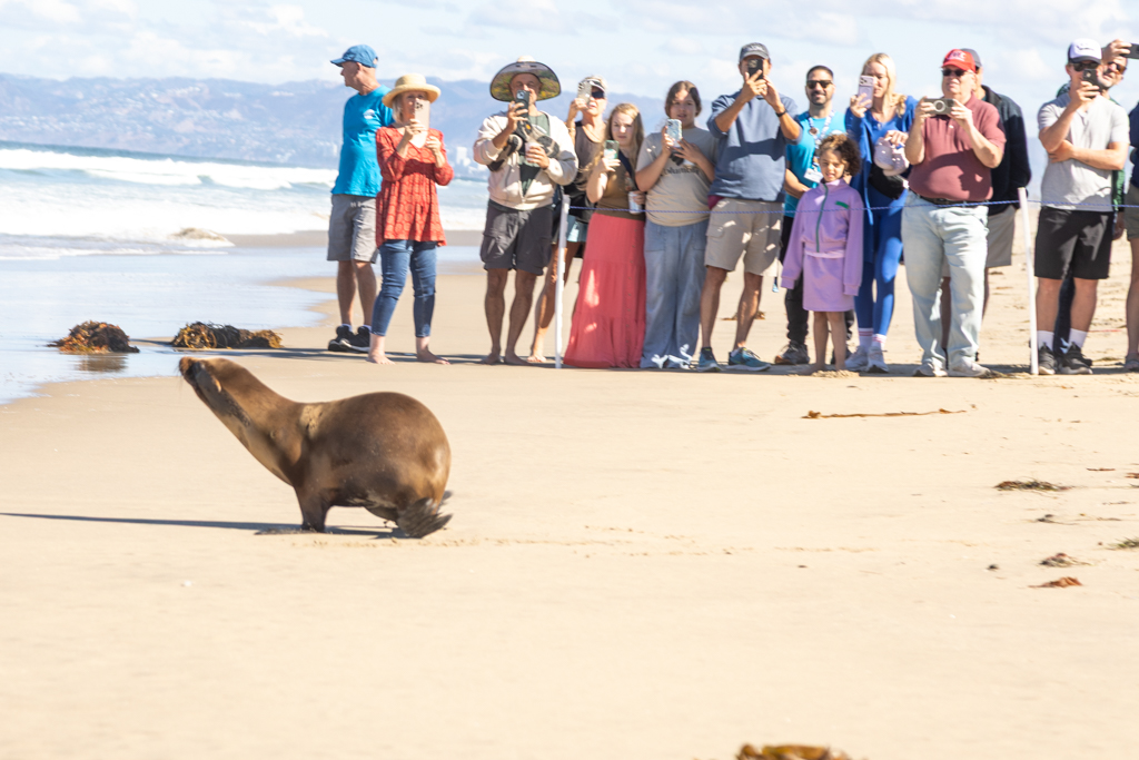 Tortellini, Rotini, and Cavatappi return home to the sea after recovery at Marine Mammal Care Center